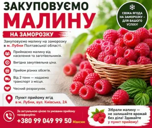 Прийом малини в Лубнах: вигідна ціна + самовивіз від 2 тонн