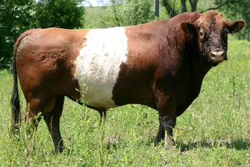 Породи корів (ВРХ) Буелінго (Buelingo)