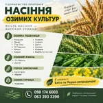 Фото Насіння озимих культур. Еліта та Перша репродукція