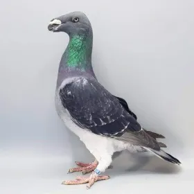 Породи голубів Виставковий Гомер