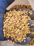 Фото Приймаємо половинки сої для виробничих потреб