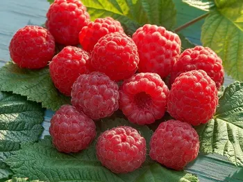 Сорти малини Сонечко