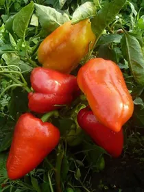 Сорти перцю Сандра
