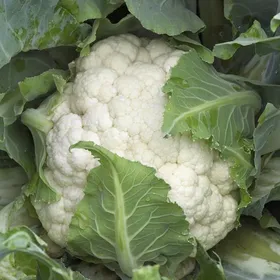 Сорти капусти Каспер РЦ F1 / Kasper RZ F1