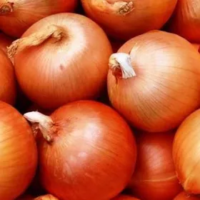 Сорти цибулі Кремень