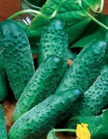 Сорти огірків Рея F1