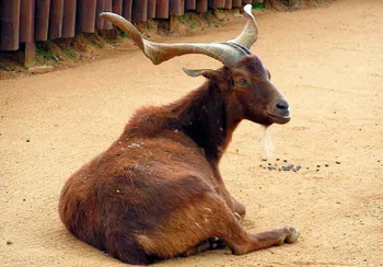 Породи кіз Ров