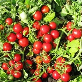 Сорти помідорів Руфус F1