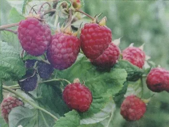 Сорти малини Коралова