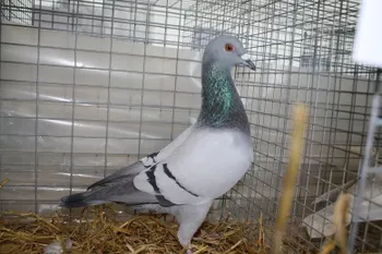 Породи голубів Гір (Gier)