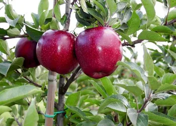 Сорти яблунь Ред Делішес | Red Delicious