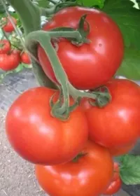 Сорти помідорів Альянс F1 / Aliance F1