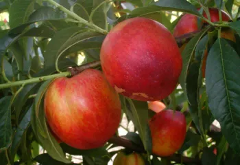 Сорти персиків Краснодарець