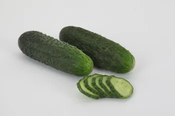 Сорти огірків Гайдн F1 / Haydn F1