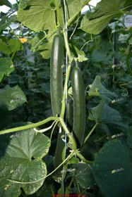 Сорти огірків Трибьют F1