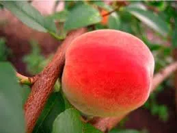 Сорти персиків Сонячний