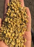 Фото Закуповуємо половинки сої на постійній основі (самовивіз, будь-яка форма оплати)