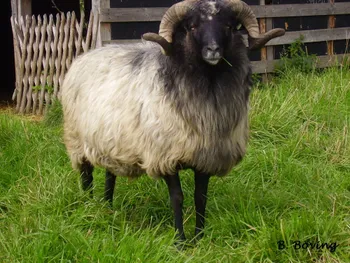 Породи овець Грейфер Гехернте (Graue Gehoernte Heidschnucke)