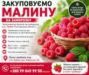 Фото Прийом малини в Лубнах: вигідна ціна + самовивіз від 2 тонн