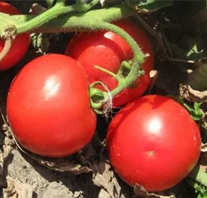 Сорти помідорів Тіпо F1 / TipoF1