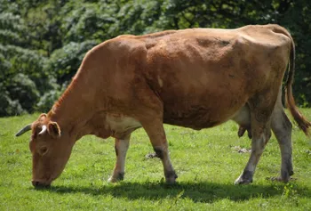 Породи корів (ВРХ) Алатауська (Alatau)