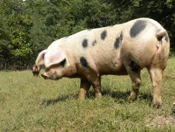 Породи свиней Плямиста