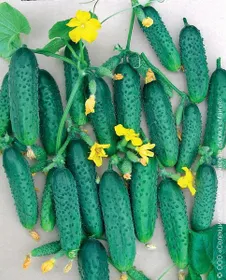 Сорти огірків Мар'їна роща F1