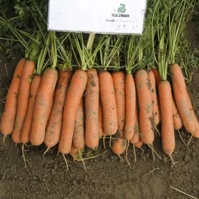 Сорти моркви Зетор РЦ F1 / Zetor RZ F1