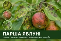 Фото Парша яблуні