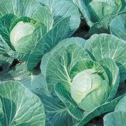 Сорти капусти Ерма РЦ F1 / Erma RZ F1