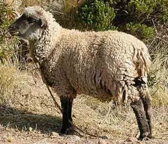 Породи овець Кріолло (Criollo)