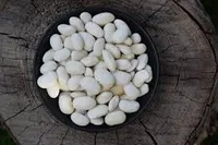 Фото Закупівля квасолі на переробку, консервування