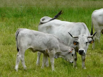 Породи корів (ВРХ) Гасконська