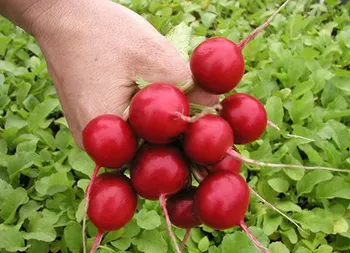 Сорти коренеплідних Теко