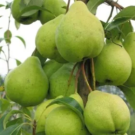 Сорти груш Платонівська