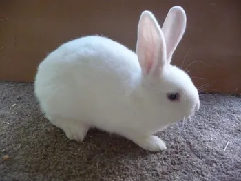 Породи кроликів Хальстландер (Hulstlander)