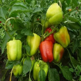 Сорти перцю Квадрі F1 / Kvadry F1
