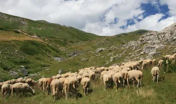 Породи овець Шарпланинська | Šar Planina