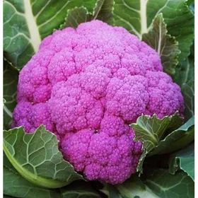 Сорти капусти Міранда