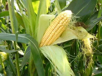 Сорти злакових НС-300