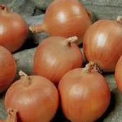 Сорти цибулі Кортленд F1