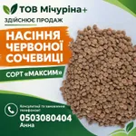 Фото Насіння червоної сочевиці сорту «Максим» для посіву