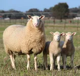 Фото Білий Саффолк (White Suffolk)