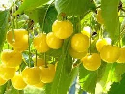 Сорти черешні Дачниця