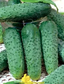 Сорти огірків Ізид F1 / Izyd F1