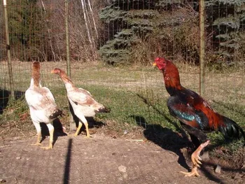 Породи курей Малайська