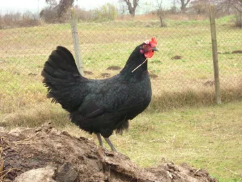 Породи курей Чорний Шумен