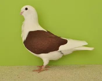 Породи голубів Аахенська щиткова чайка