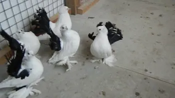 Породи голубів Новочеркаський Чорнохвостий