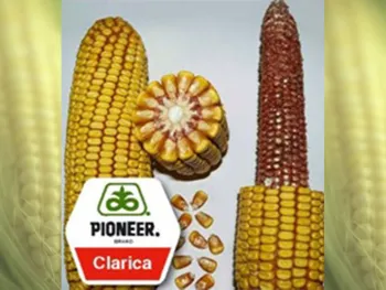 Сорти злакових Кларика (Clarica)